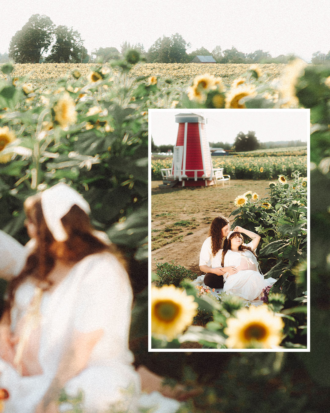 Lovestory Pregnancy Announcement Among the Sunflowers of the Wooden Shoe Tulip Farm — photograph 4 of 39